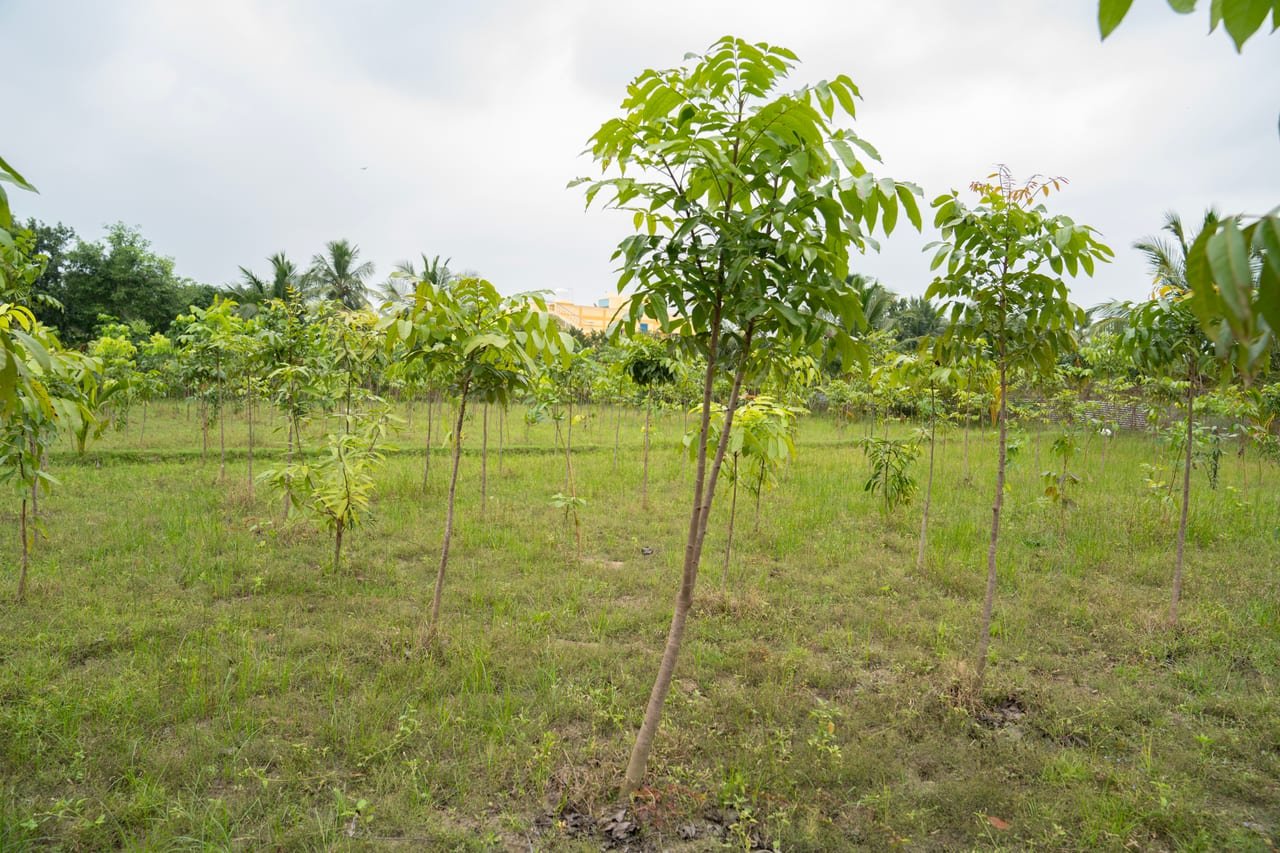 Rows of young agroforestry saplings in a grassy plot, coconut palms behind