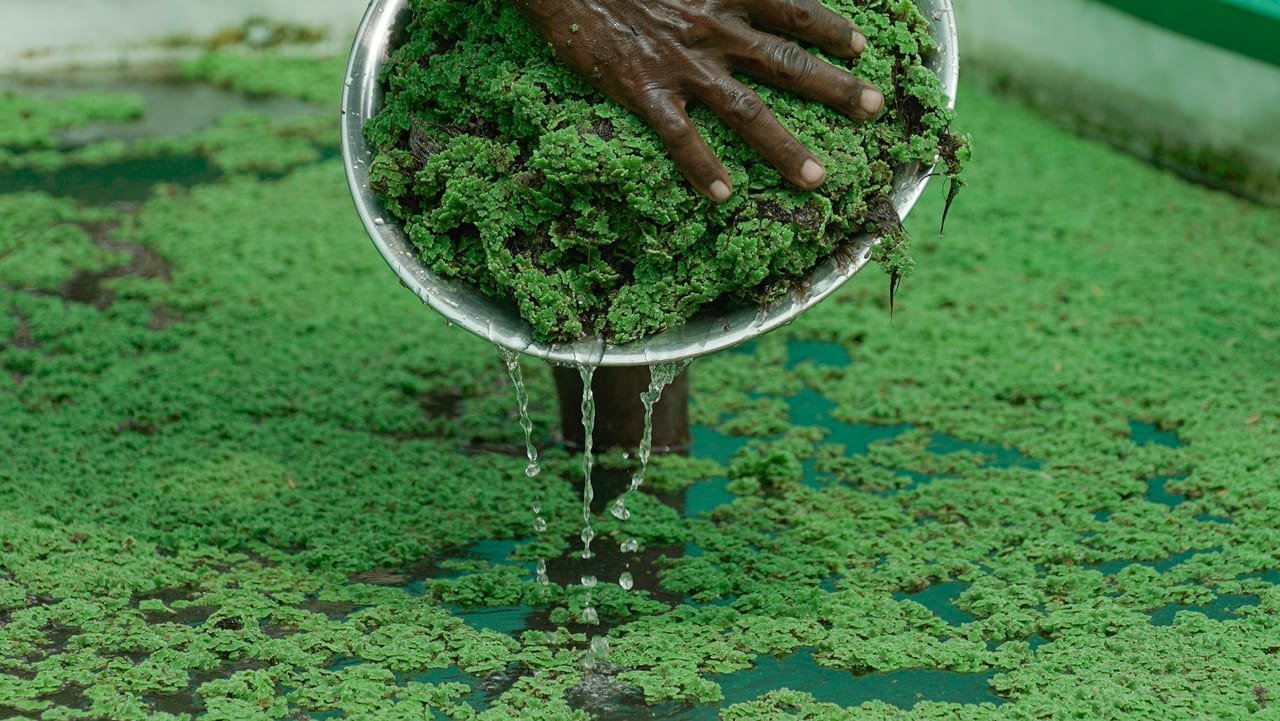 A sieve of green azolla lifted from an azolla pond, water dripping