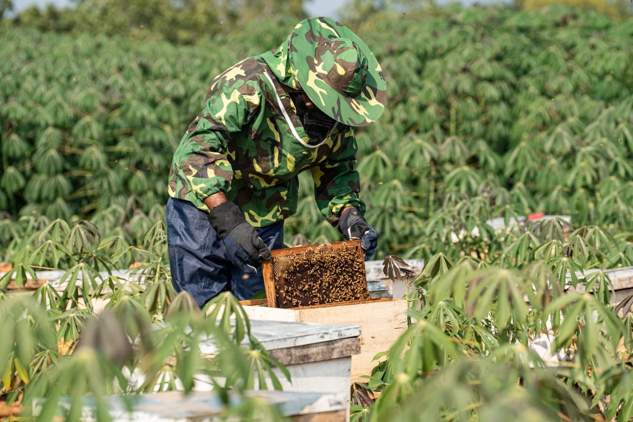 A beekeeper lifting a honeycomb frame from a hive