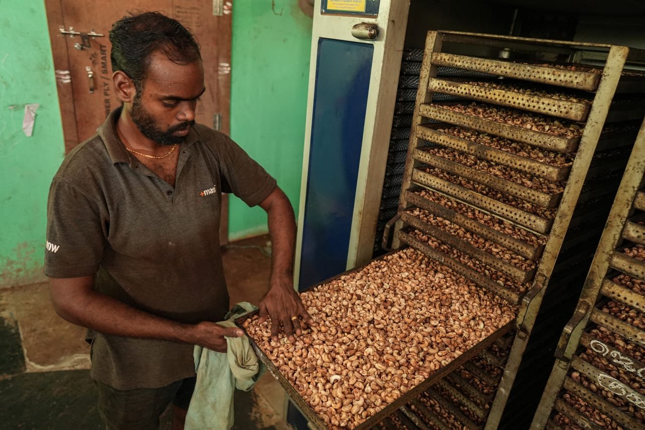 A worker sliding a tray of cashew nuts into a drying rack in a processing unit