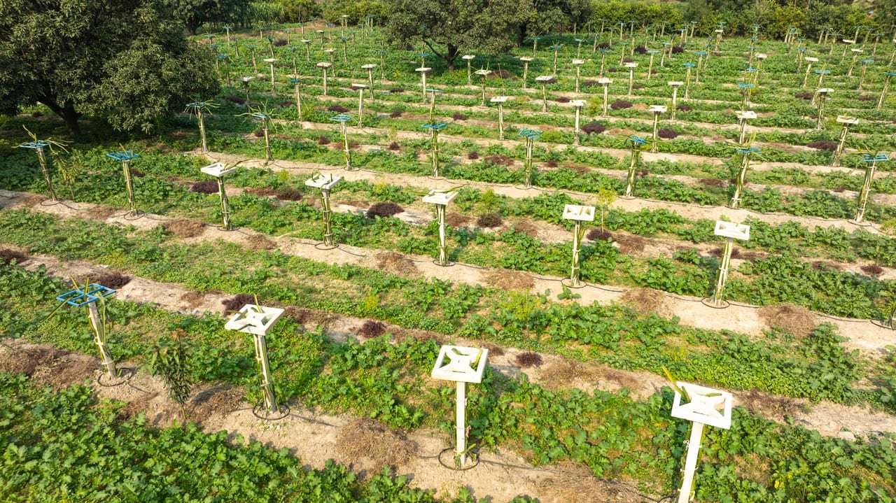 Aerial view of a dragon fruit plantation on concrete posts with drip lines