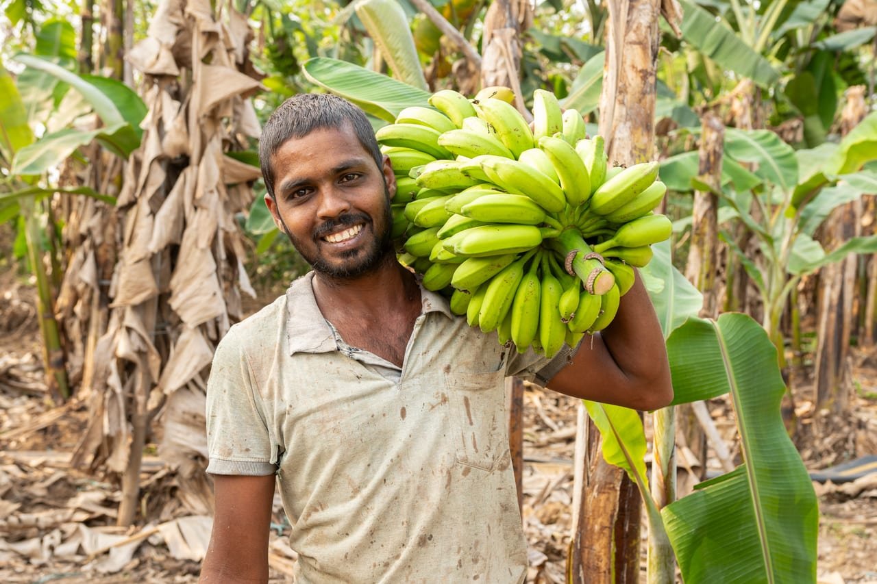A smiling young farmer carrying a bunch of green bananas through a banana plantation