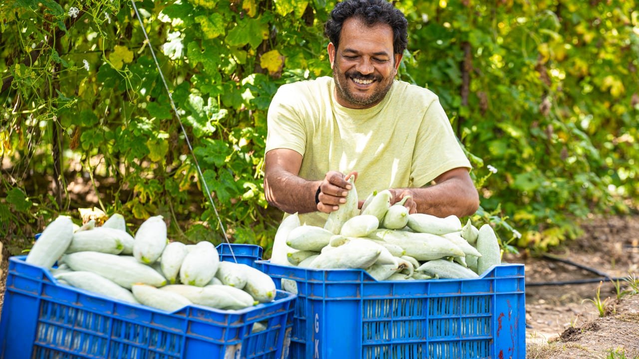 A smiling farmer packing harvested bottle gourds into crates under a vine trellis