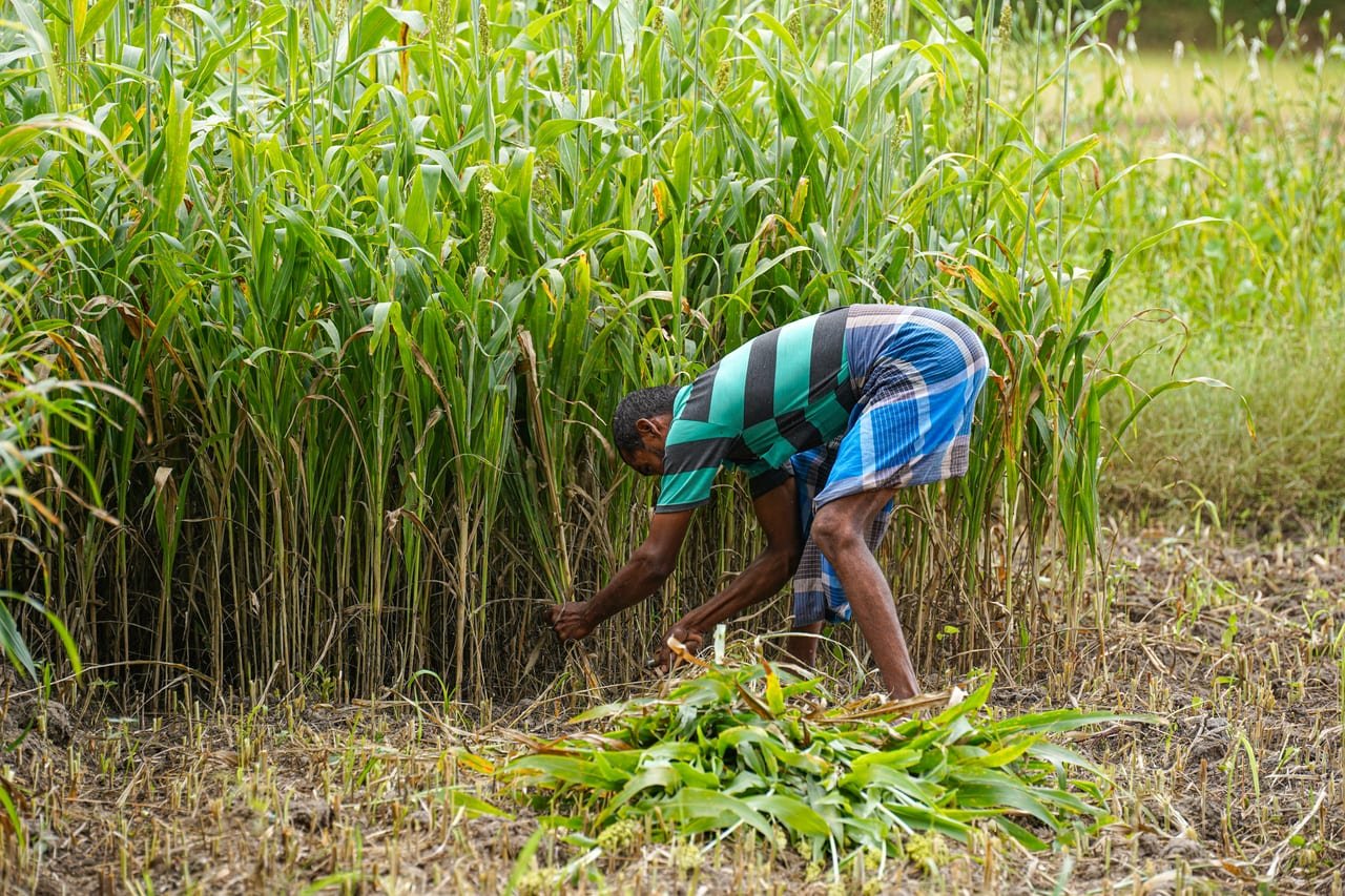 A farmer cutting green fodder grass in a dense fodder plot
