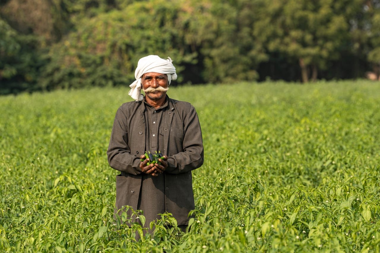 An elderly farmer in a white turban standing in a green field, seedlings in his hands