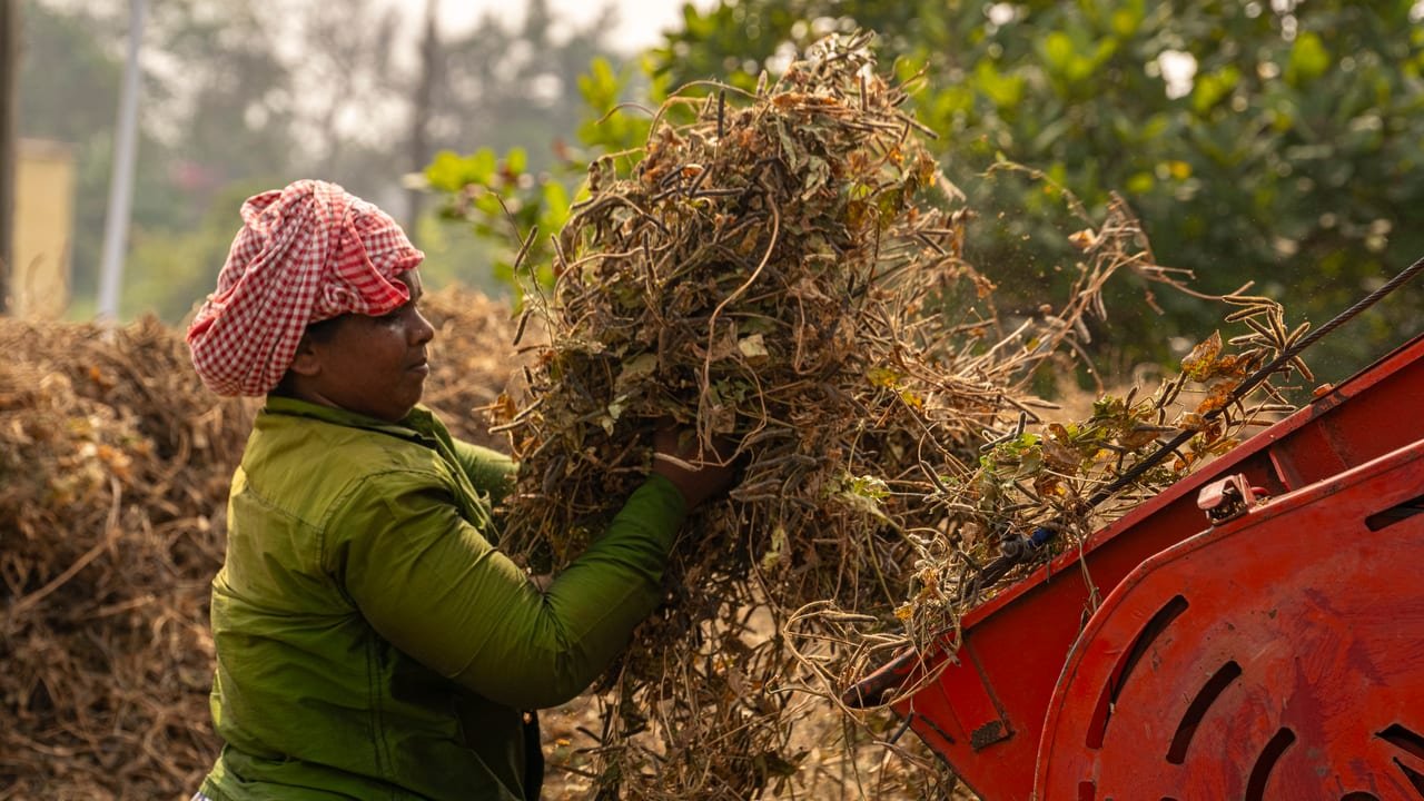 A woman feeding harvested groundnut plants into a threshing machine