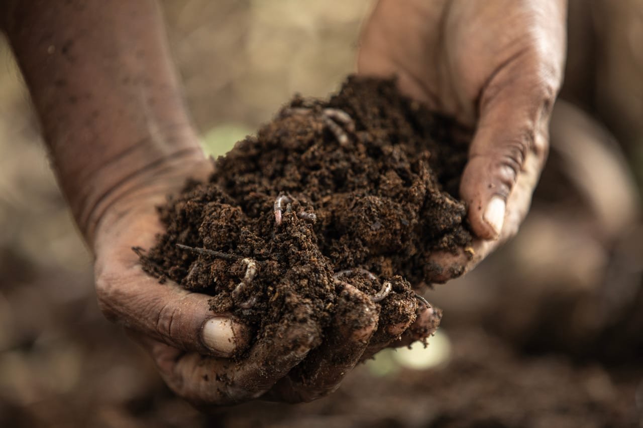 Weathered hands holding a clump of dark soil