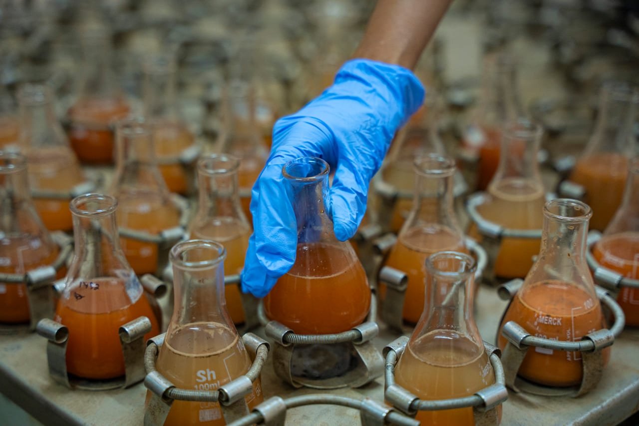 A gloved hand lifting a flask of orange liquid from a shaker rack of samples