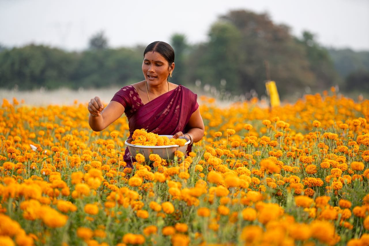 A woman harvesting marigolds into a basket in a vast marigold field