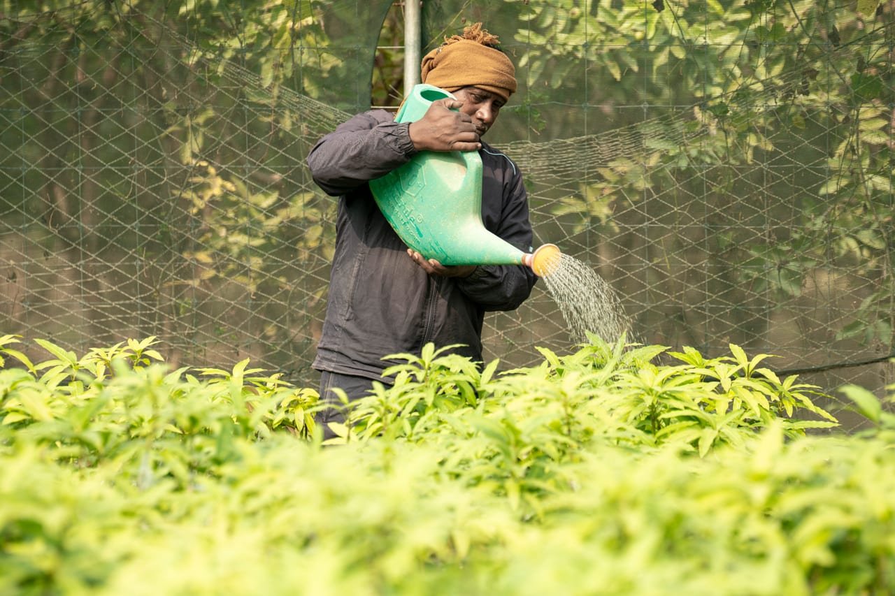 A farmer watering seedlings in a nursery with a watering can