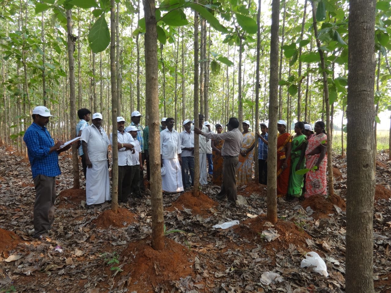 A trainer addressing farmers standing in a tree plantation