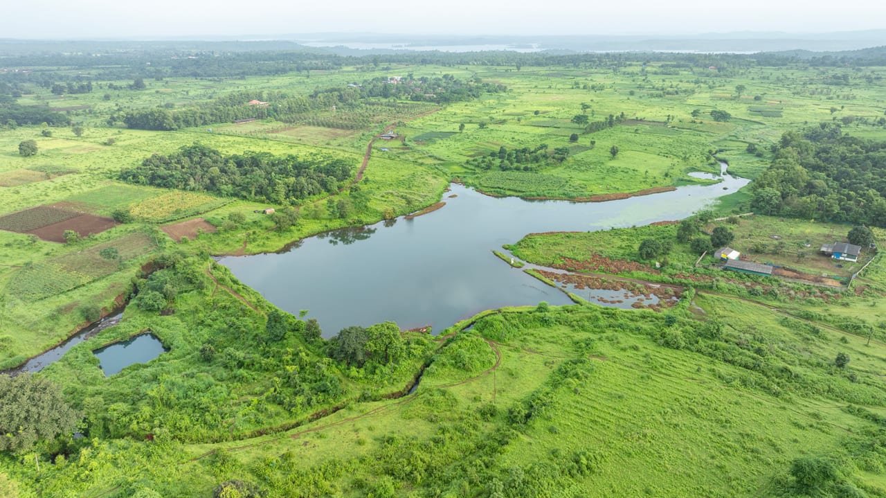 Aerial view of a winding lake among green paddy fields and scrub