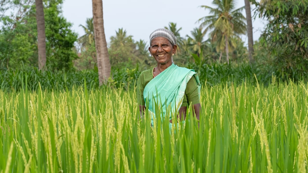 A smiling woman farmer in a green saree standing in a ripening paddy field, coconut palms behind her