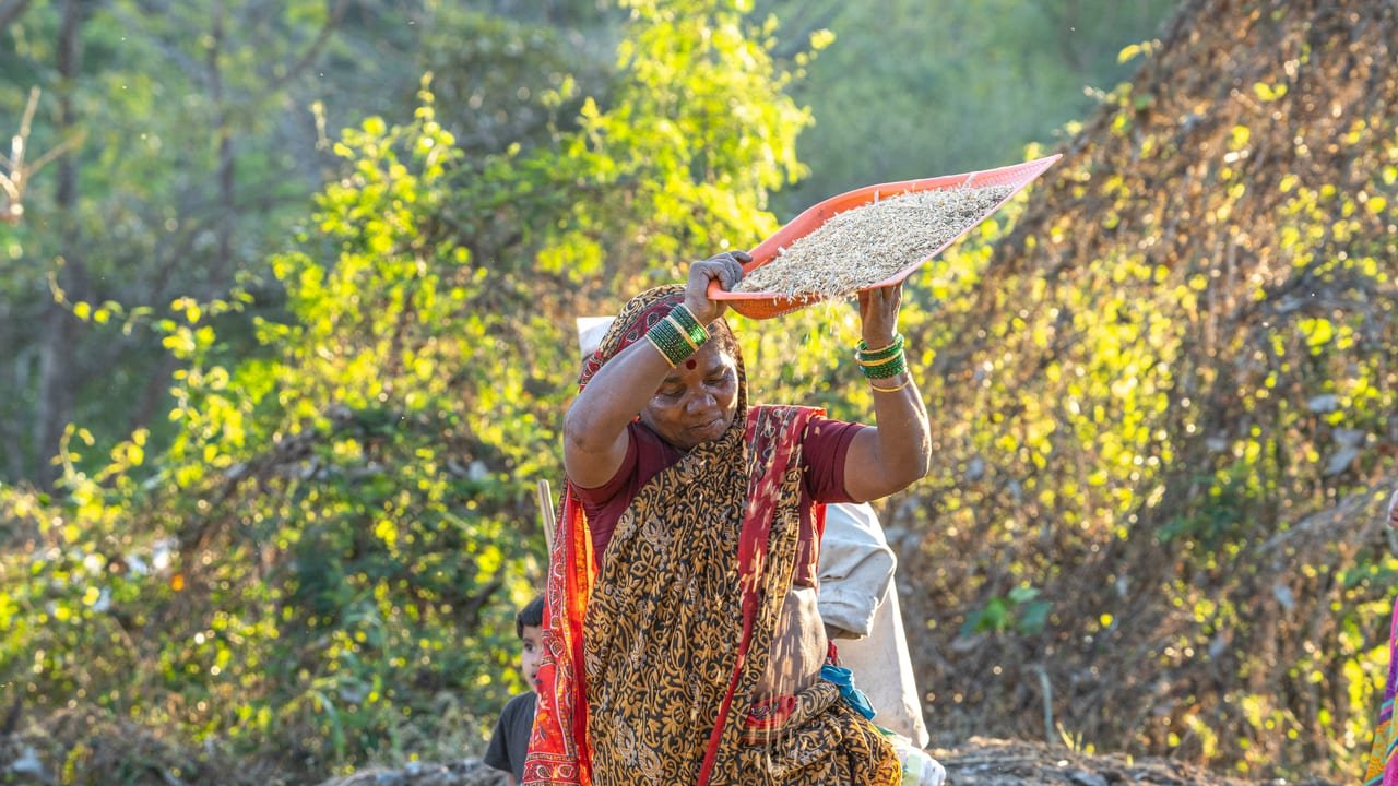 A woman winnowing grain from a raised sieve against green foliage