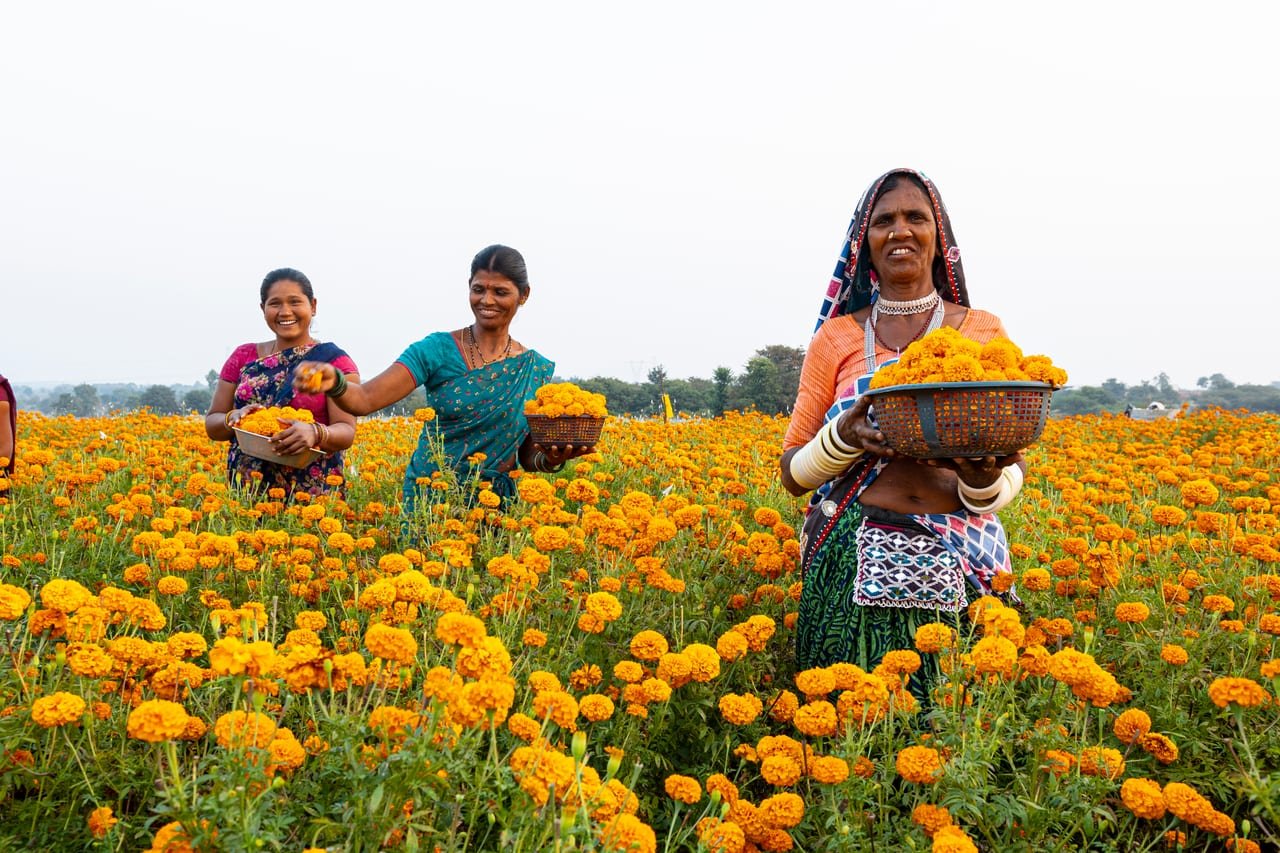 Women in traditional dress harvesting marigolds into baskets in a vast field