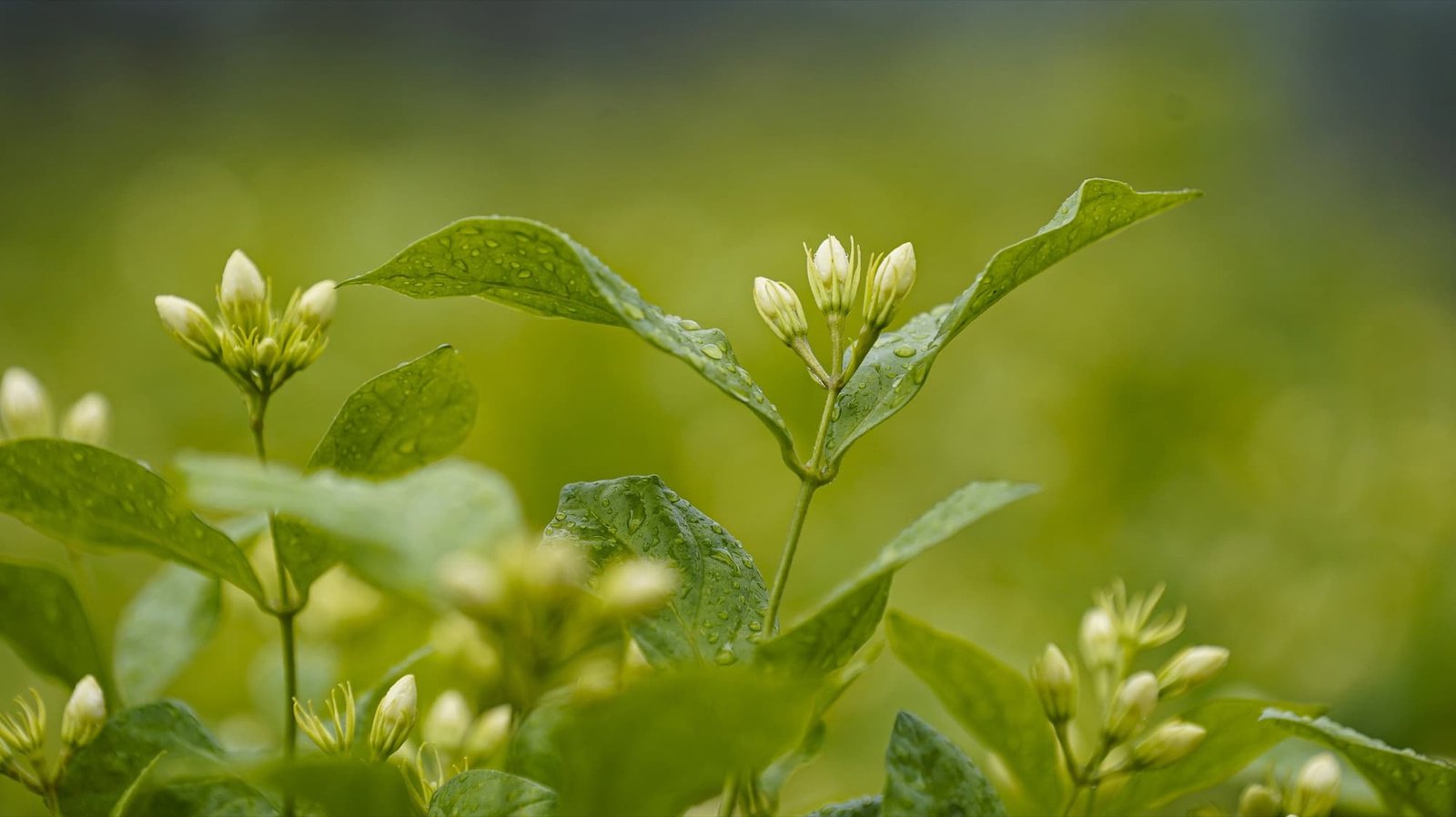 Jasmine buds opening on a green shrub